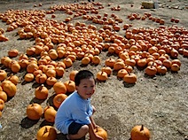 Pumpkin patch halloween